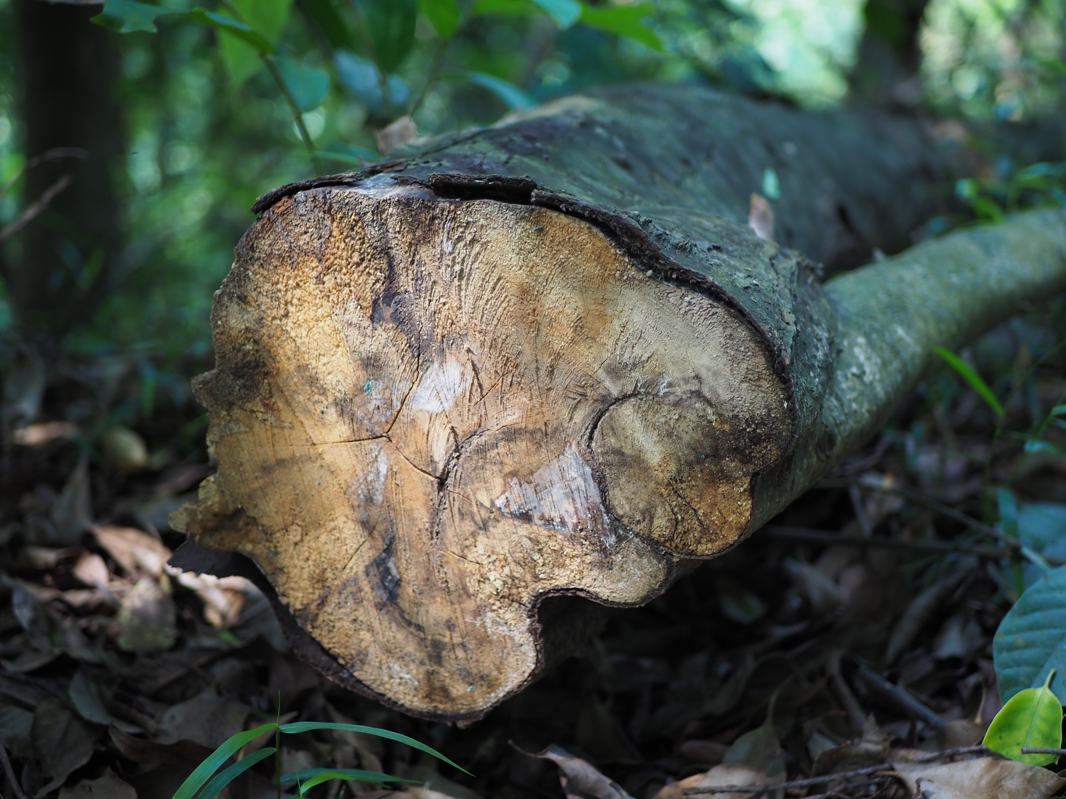 松下25mmF1.7样张赏析，看看画质、锐度如何？