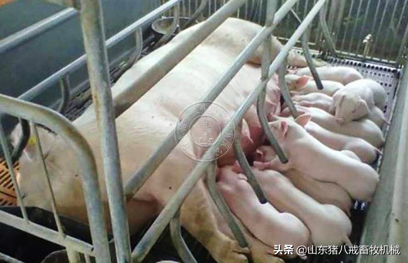 母猪进产房前的消毒流程有哪些？