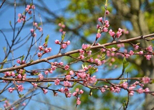 关于春天的古诗100首欣赏,春天古诗大全十首
