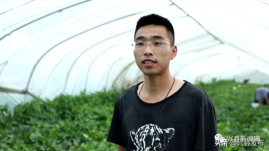 【乡村振兴】兴县康宁镇刘家曲村:大棚甜瓜喜丰收村民致富甜心头