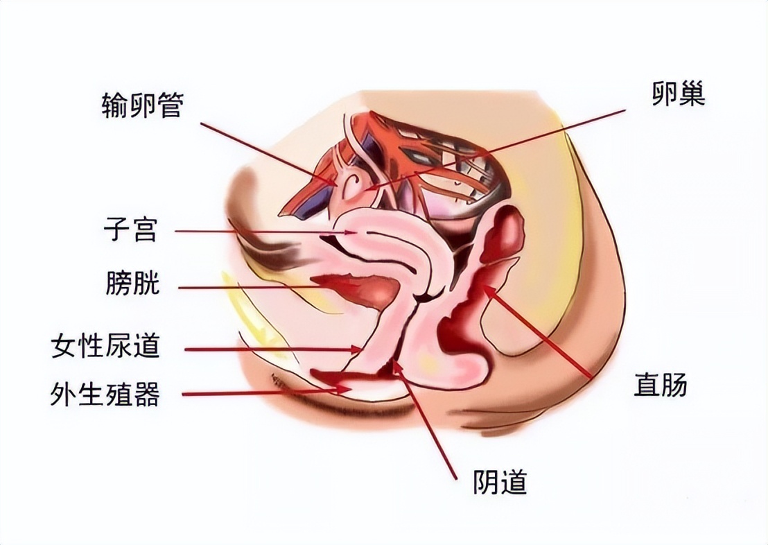 尿路感染最常见的致病菌有哪些,发生尿路感染最常见的感染途径是