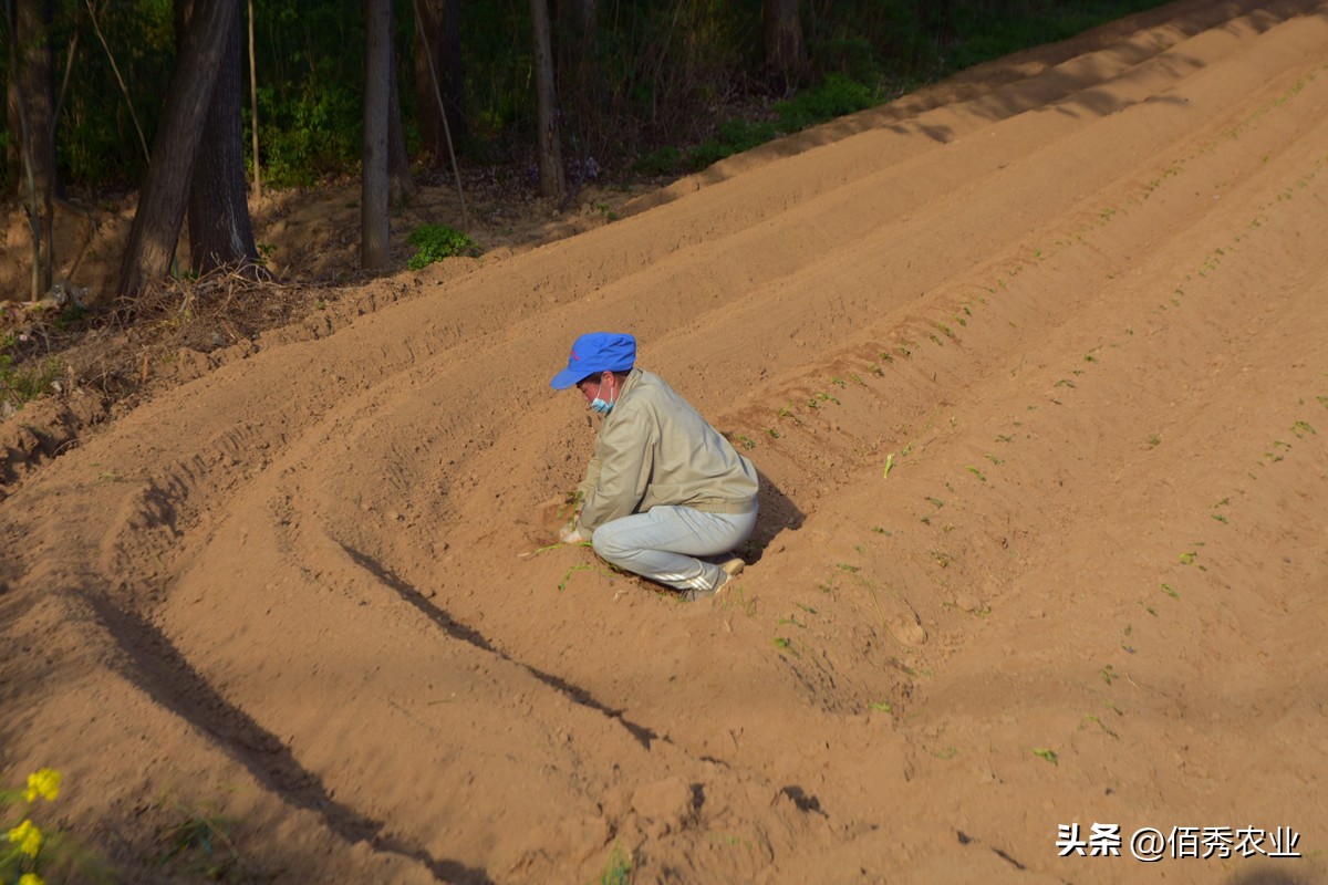 二甲戊灵是什么除草剂,二甲戊灵除草剂优缺点