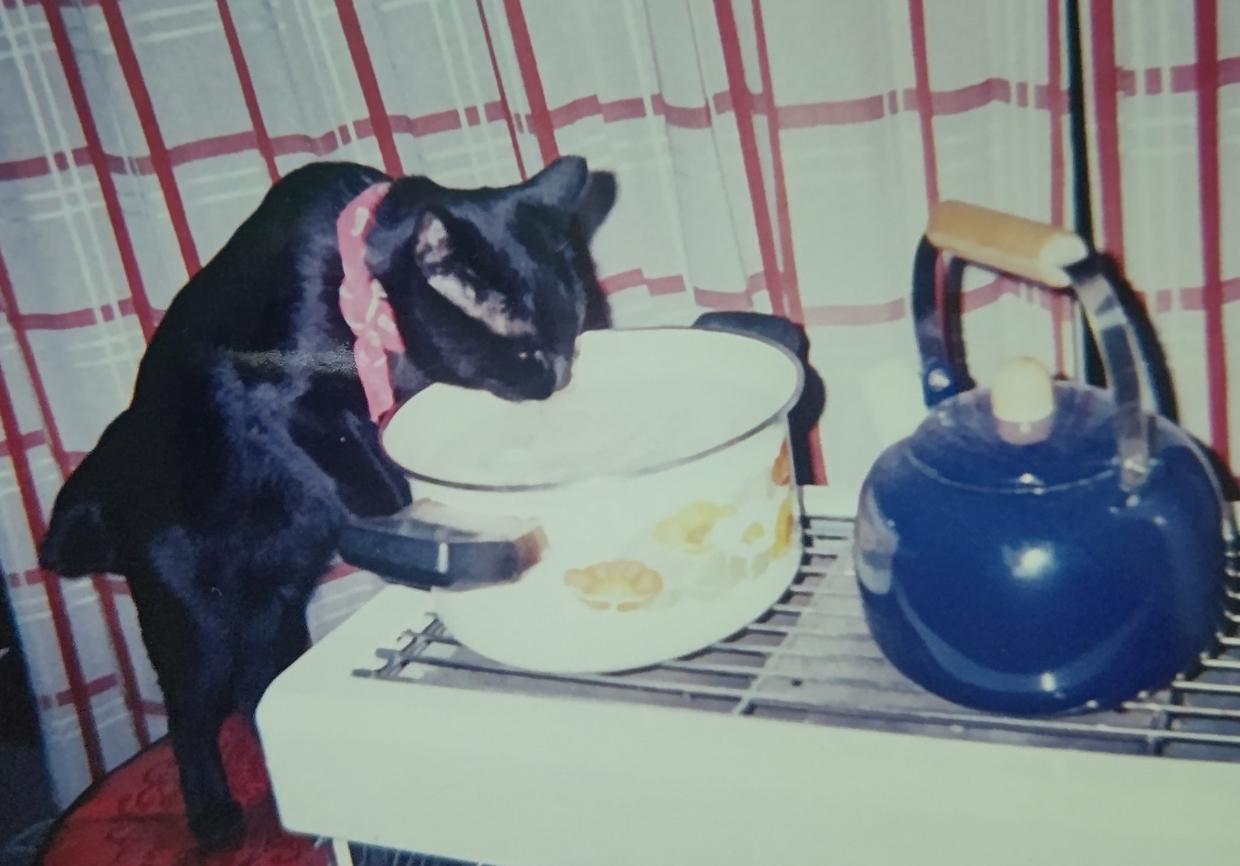 最长寿猫咪死亡,世界上最长寿的猫咪去世