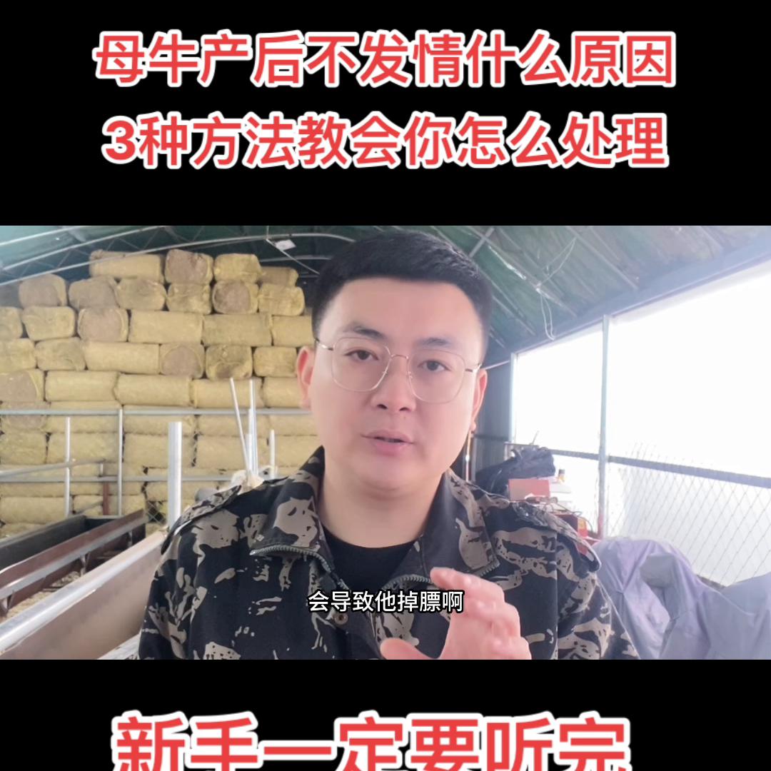 母牛产后不发情，几乎所有养牛人都遇到过，听完我的方法，...