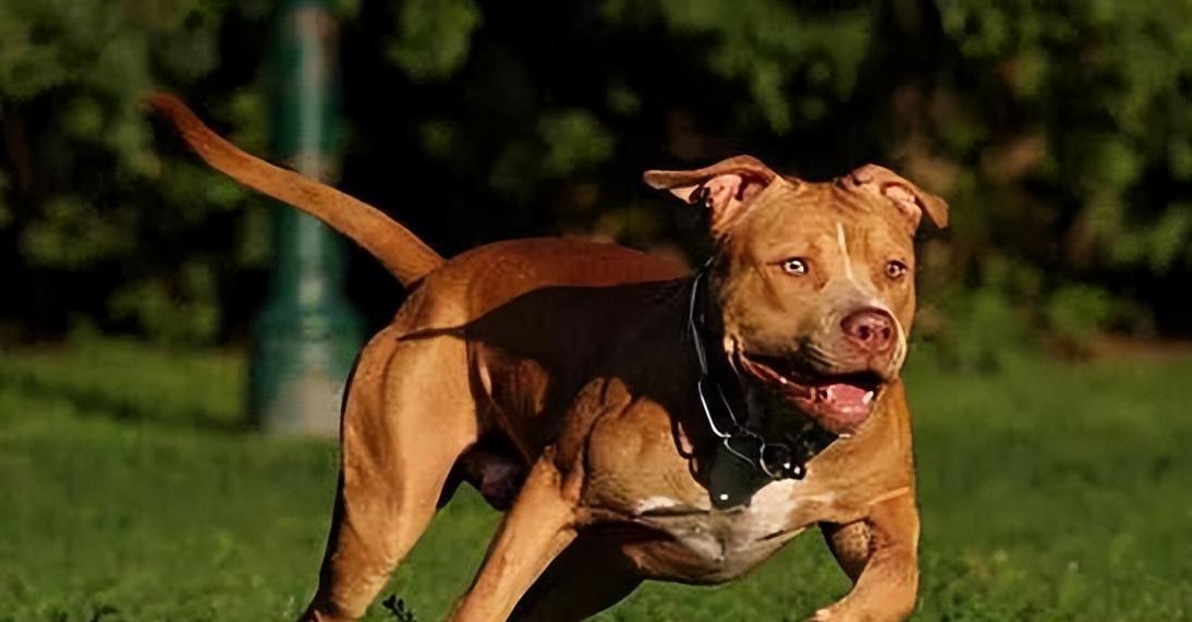 被狗追咬该如何正确保护,被狗追咬如何自救