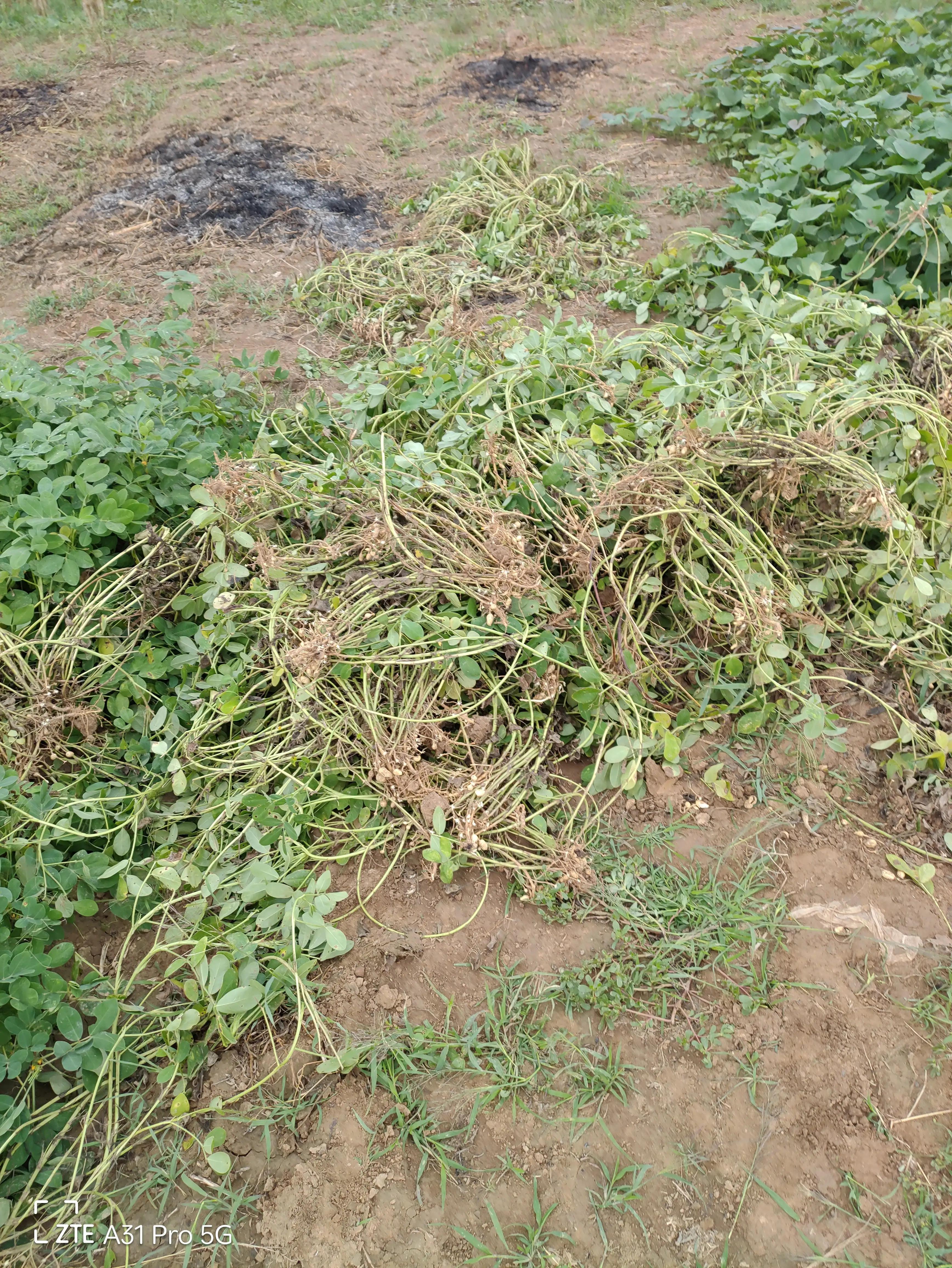 落花生的原名,落花生是什么意思