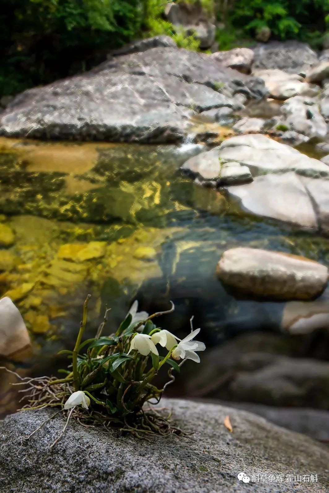 斛草争辉微商城开启之际省内外好友纷纷写诗祝贺