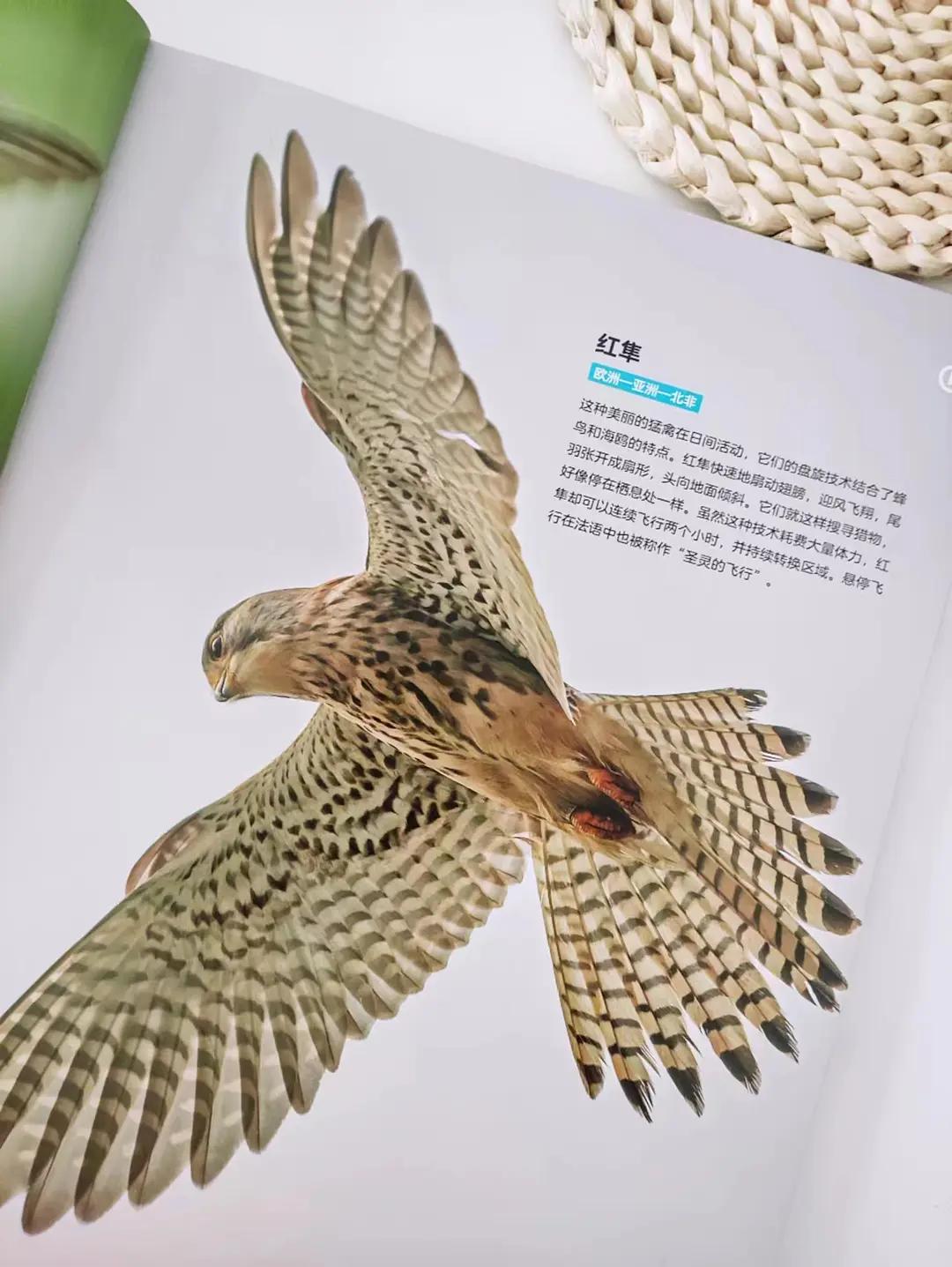 真真被这本书的鸟儿治愈了！