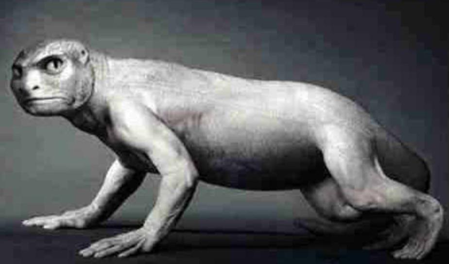 人类全身褪去毛发后，为何只留下了头发、阴毛和腋毛？忘记褪了？