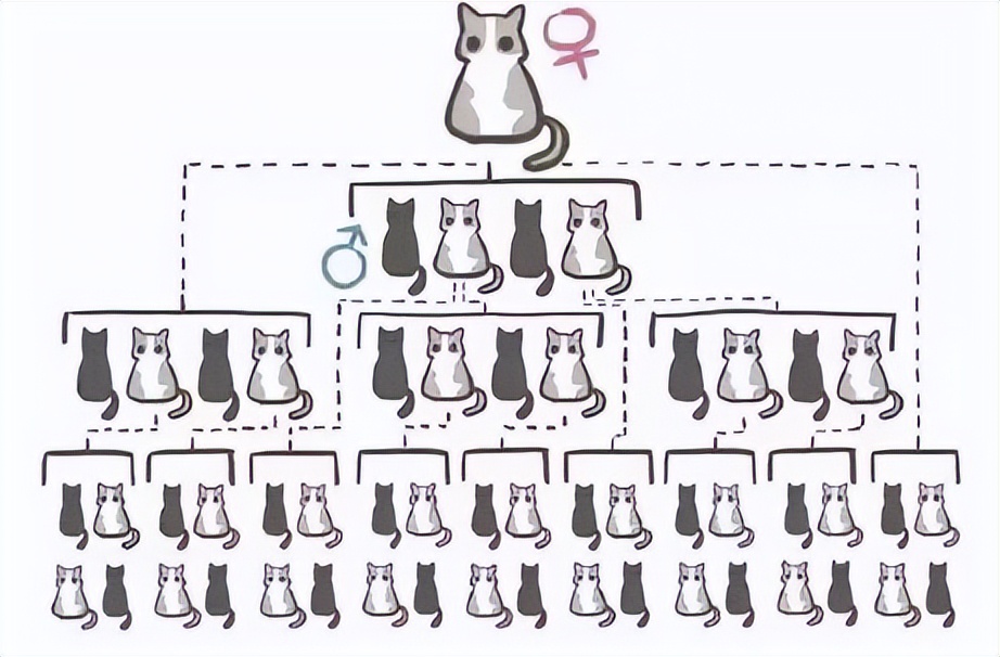 你必须要知道的宠物知识,猫咪必须打完三针疫苗才能绝育吗