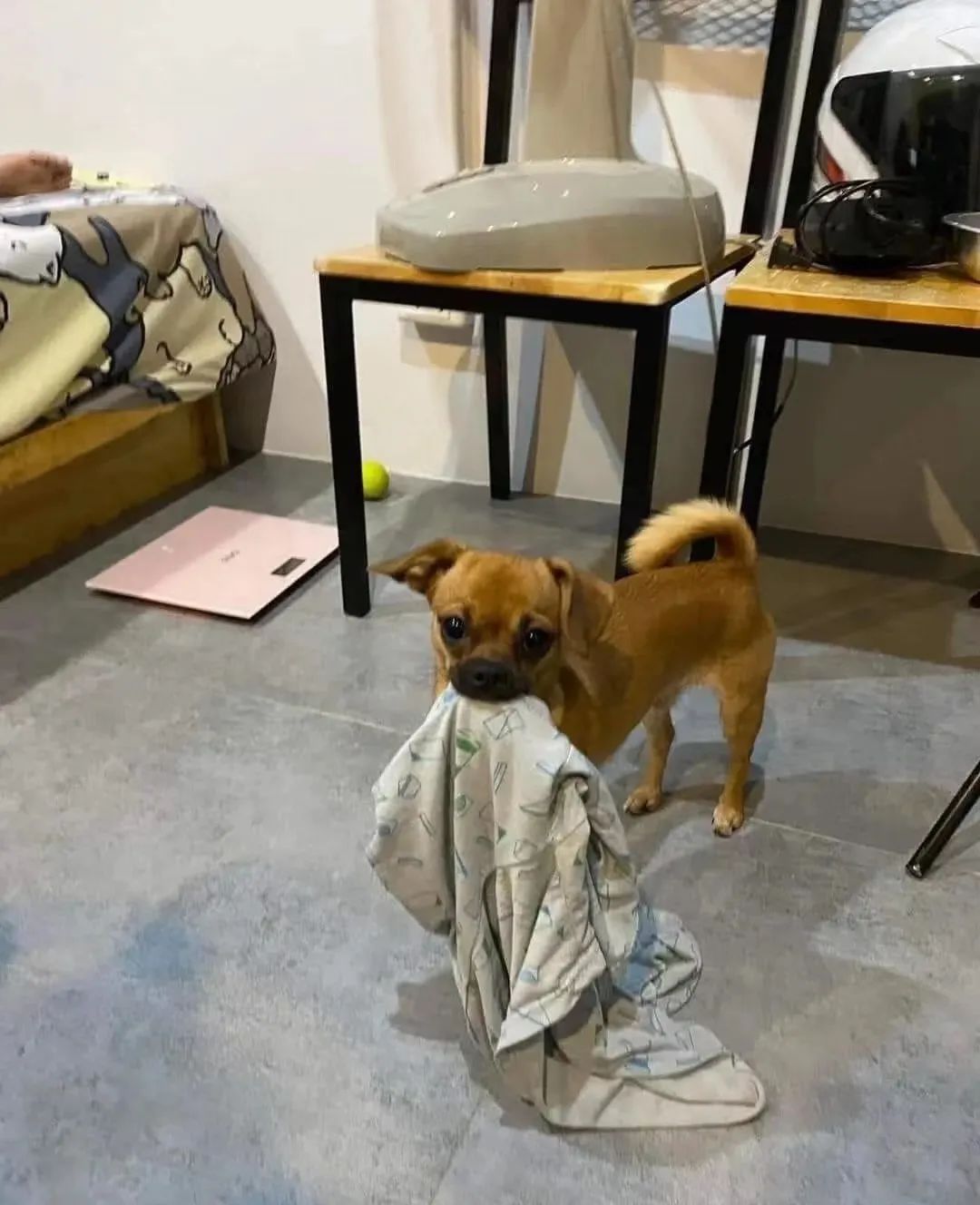 狗嘴里吐不出象牙梗,狗嘴里吐不出象牙是形容词么