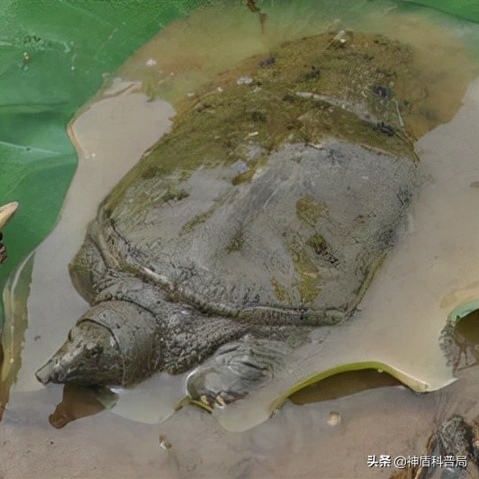 甲鱼和鳖还有王八是一种动物吗,甲鱼乌龟王八和鳖是一个东西吗