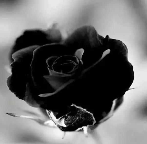 玫瑰花花语,玫瑰花花语列表