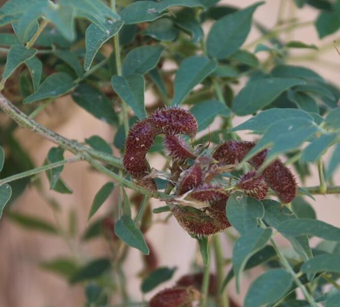 甘草的甜味成分是什么,甘草的种类与功效是什么