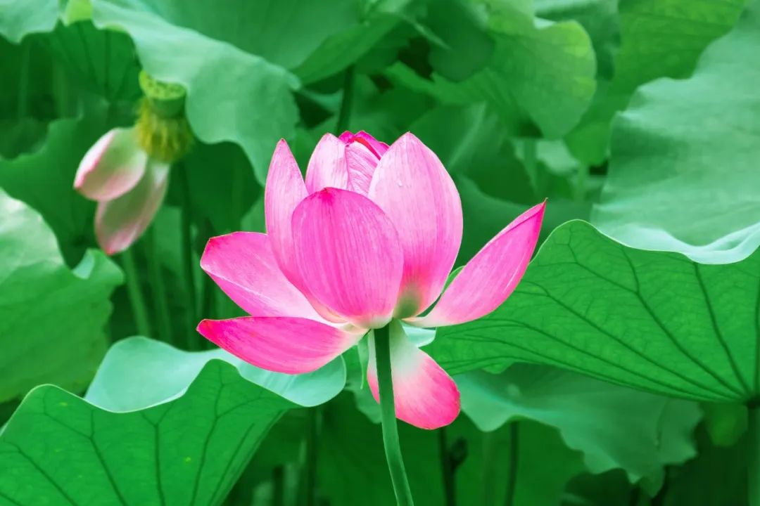 关于荷花绝美的诗句,十首荷花诗词唯美了整个夏天