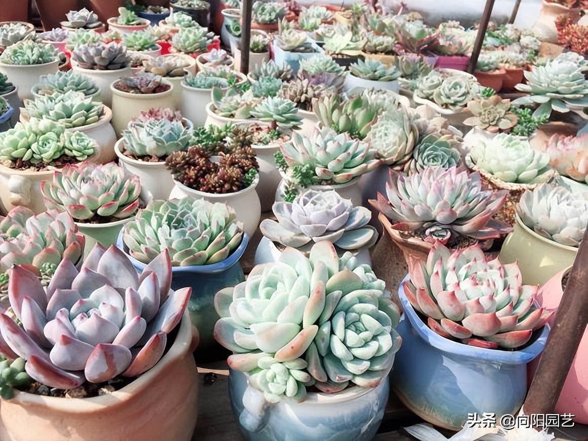 网购多肉有风险，最好“1物1拍”，避免被骗，不良商家太多