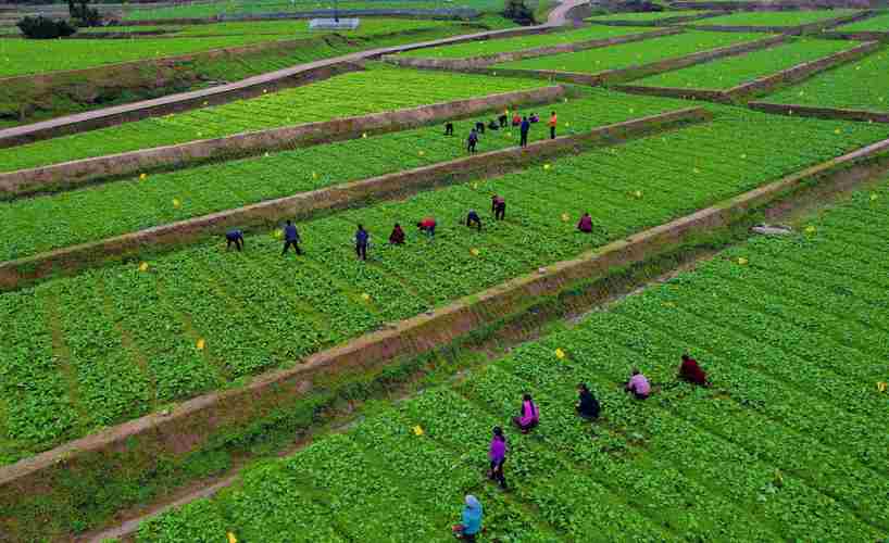 农田规模化种植意义,农田生态系统如何最大化利用农田