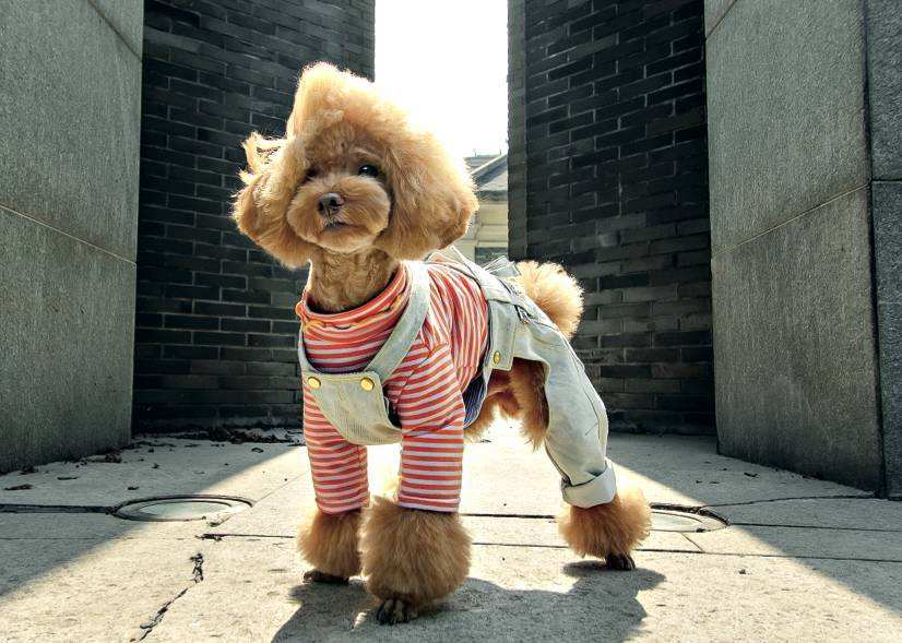 弃养率最高的8种狗,弃养率高的十种狗