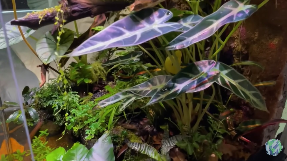 美国小哥在卧室建出一缸热带雨林，食物链环环相扣，太强了