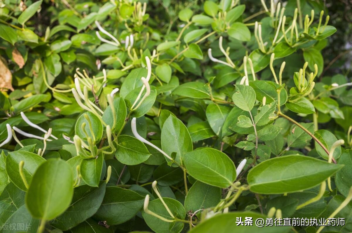 疱疹性咽峡炎中药方,中医治疗疱疹咽峡炎的最佳方法