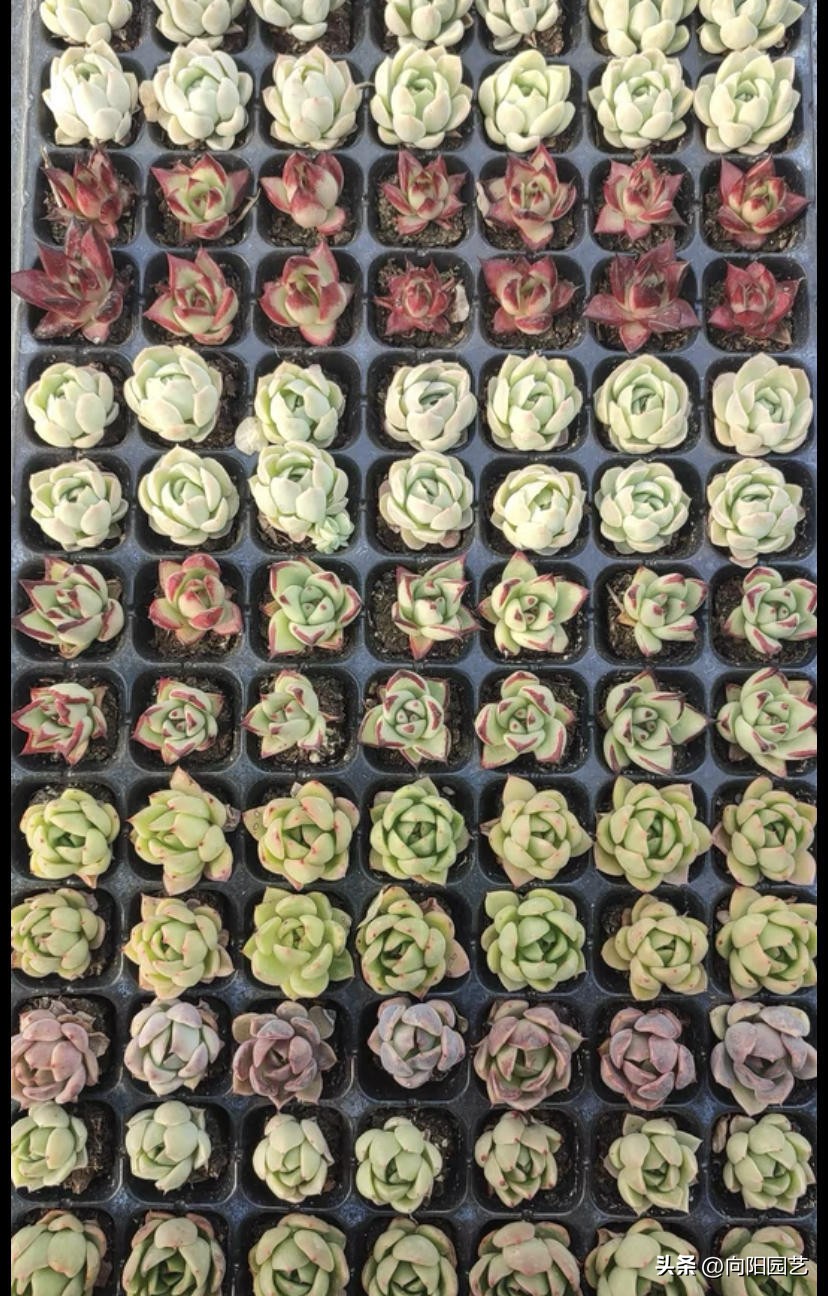 买多肉叶片划算吗,买多肉裸根好还是带土球好