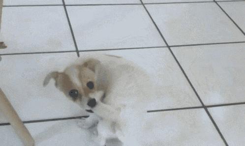 狗狗为什么喜欢追尾巴玩,狗狗为什么一直追着自己的尾巴