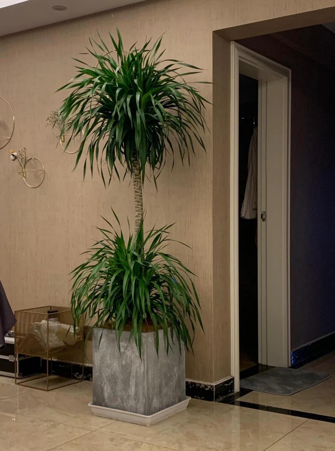 适合家里的高端绿植有哪些,最适合家里的绿植