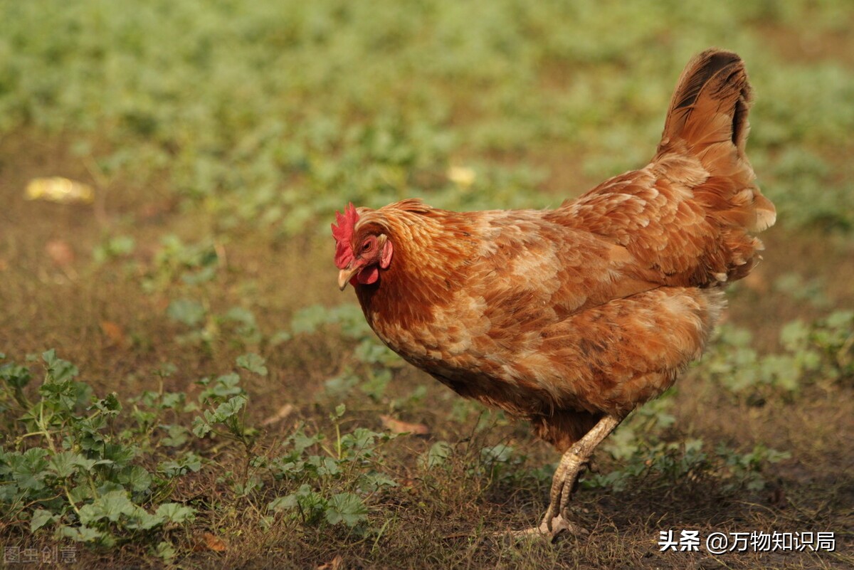 用鸡复活恐龙,用鸡的基因可以复活恐龙吗