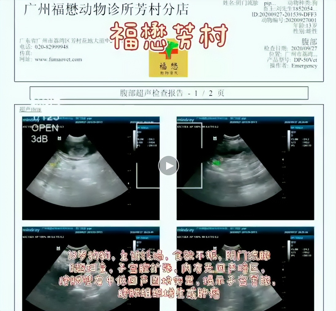 你所不在意的子宫蓄脓，将在多年后找上你家狗狗