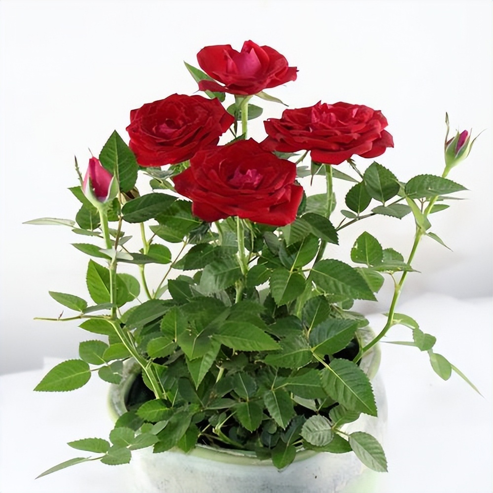 玫瑰花的养护方法用什么肥,玫瑰花的养护方法视频播放