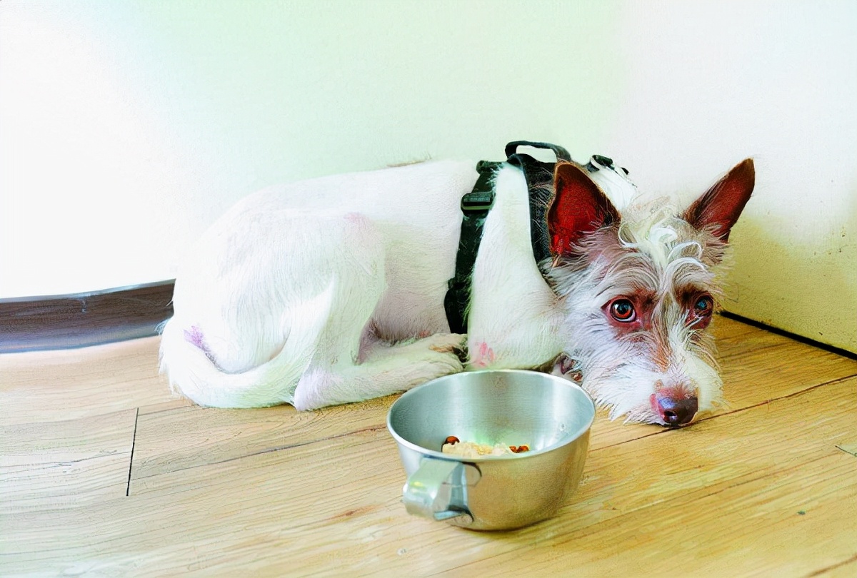 狗狗突然疯狂舔地板呕吐怎么回事,狗狗呕吐怎么办最有效