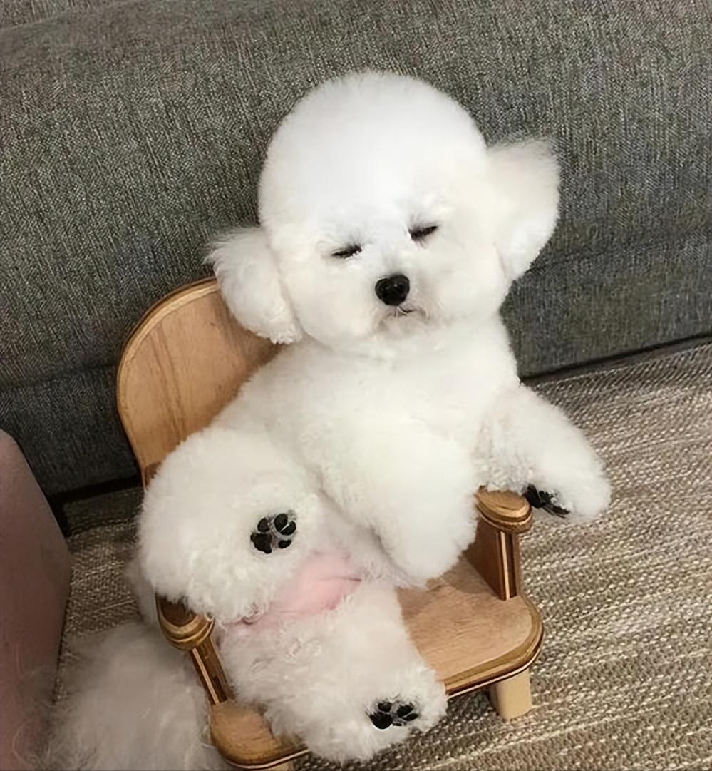 养比熊必知的100个知识笔记,养比熊前需要了解的7件事