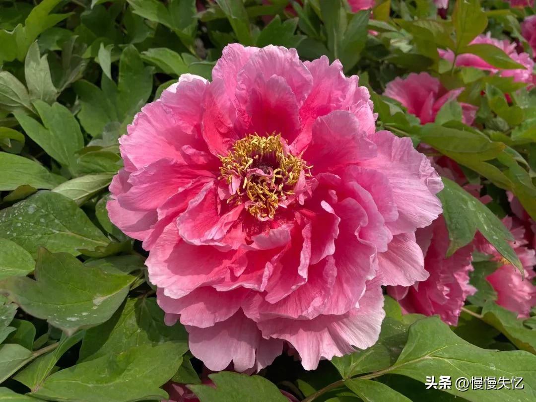 历代咏牡丹花诗词大全,关于牡丹花的古诗刘禹锡