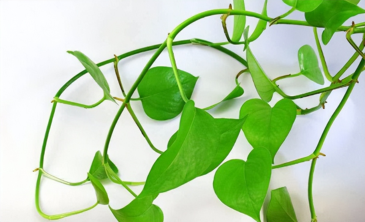 绿萝怎么养才能更旺盛浇什么水,绿萝水养的方法和注意事项