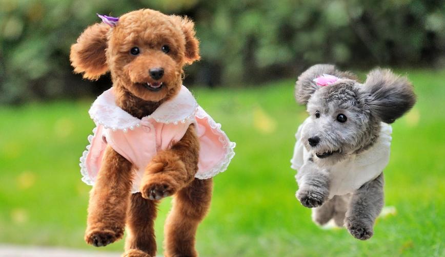 新养的幼犬泰迪吠叫怎么办,饲养泰迪犬的正确方法