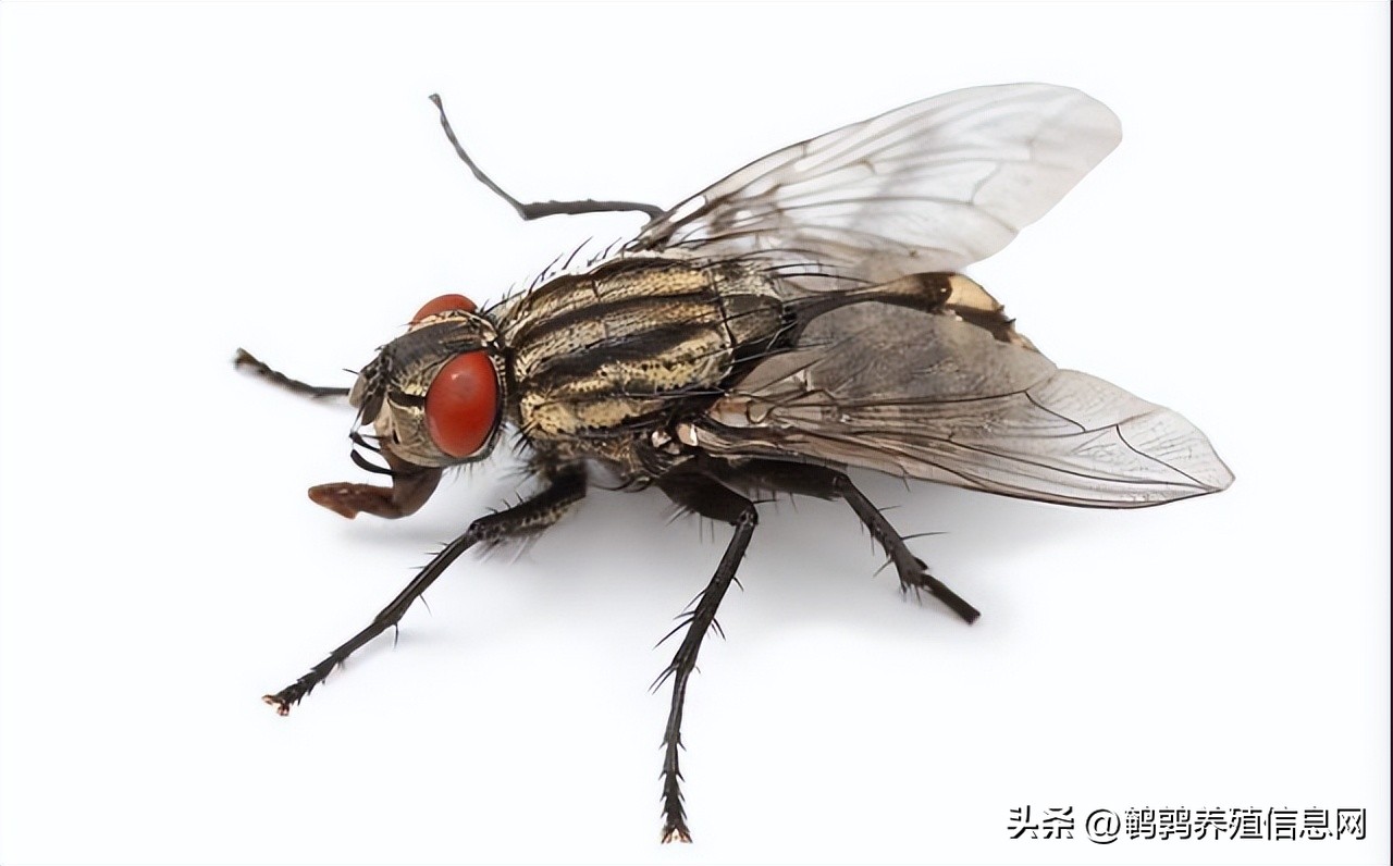 养殖场苍蝇太多怎么处理,养殖场驱蚊虫苍蝇好方法