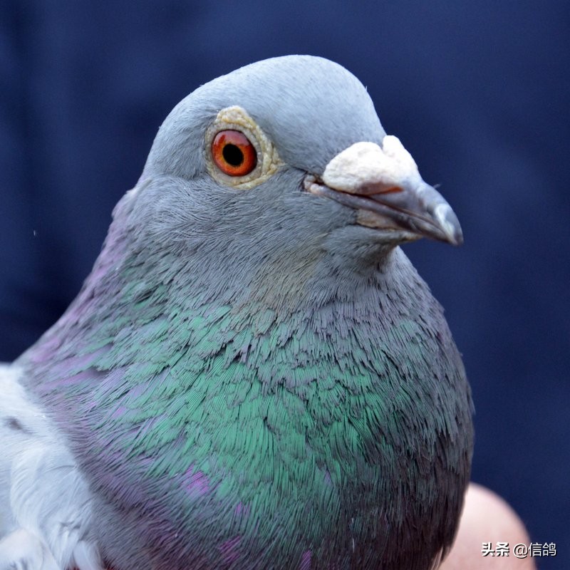 铁鹰第四关赛事直播,铁鹰四关飞翔