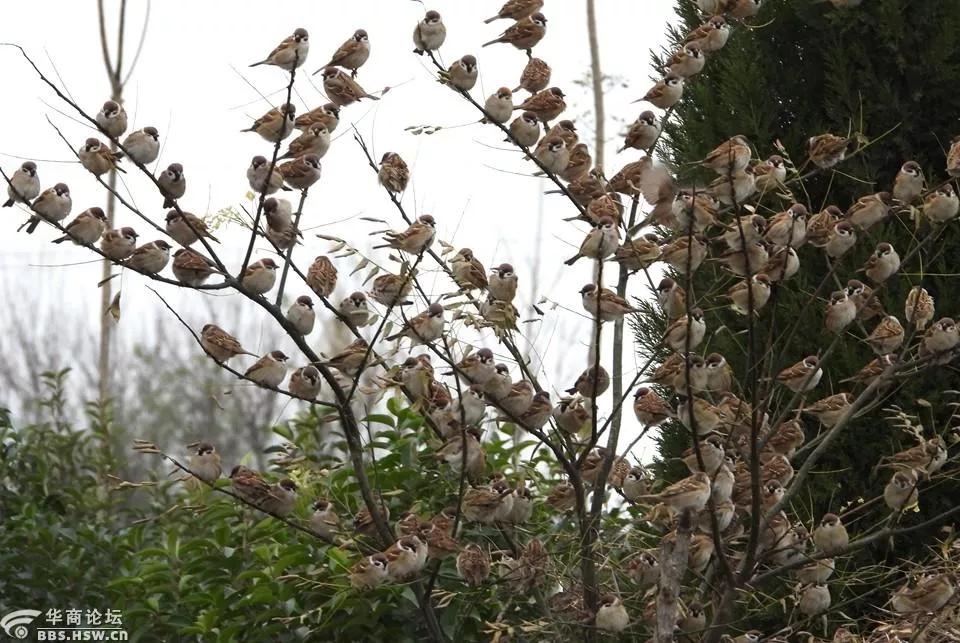 愤怒的麻雀唱歌,愤怒的麻雀