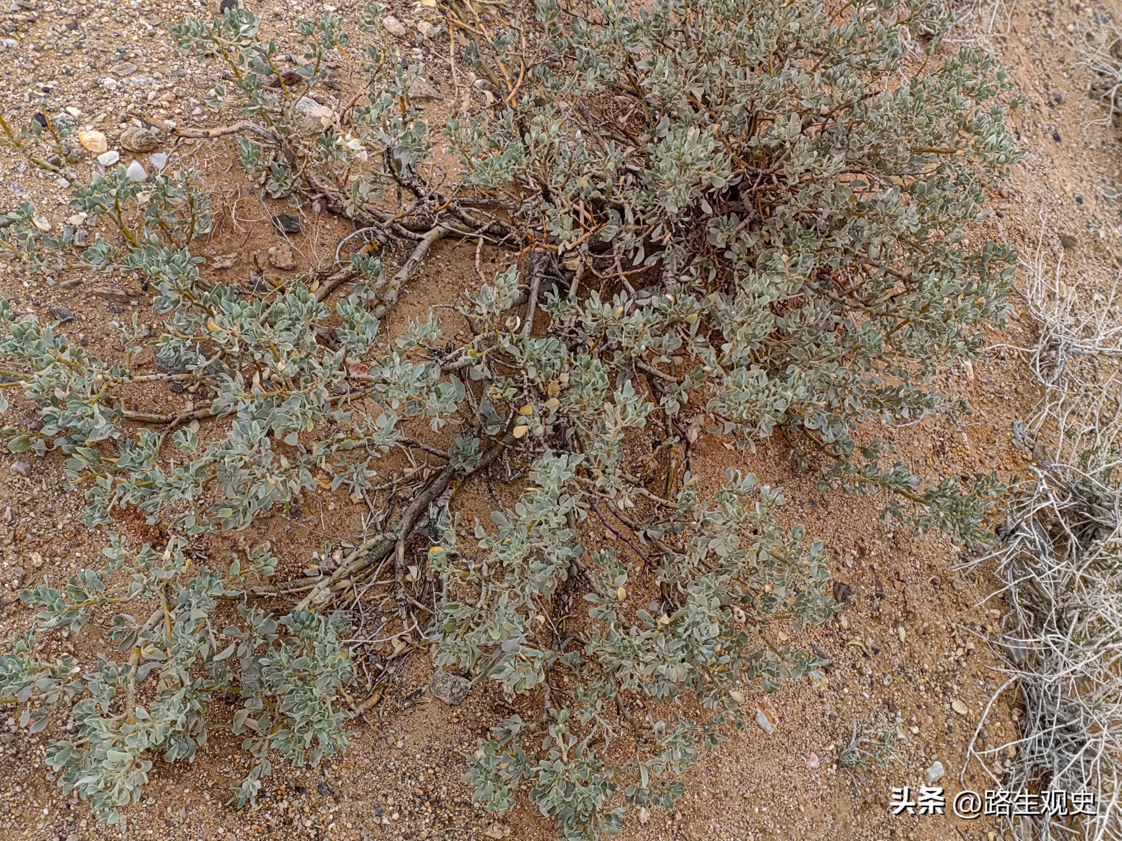 内蒙古恐龙遗迹有哪些,内蒙古草原几百上千年前是海吗