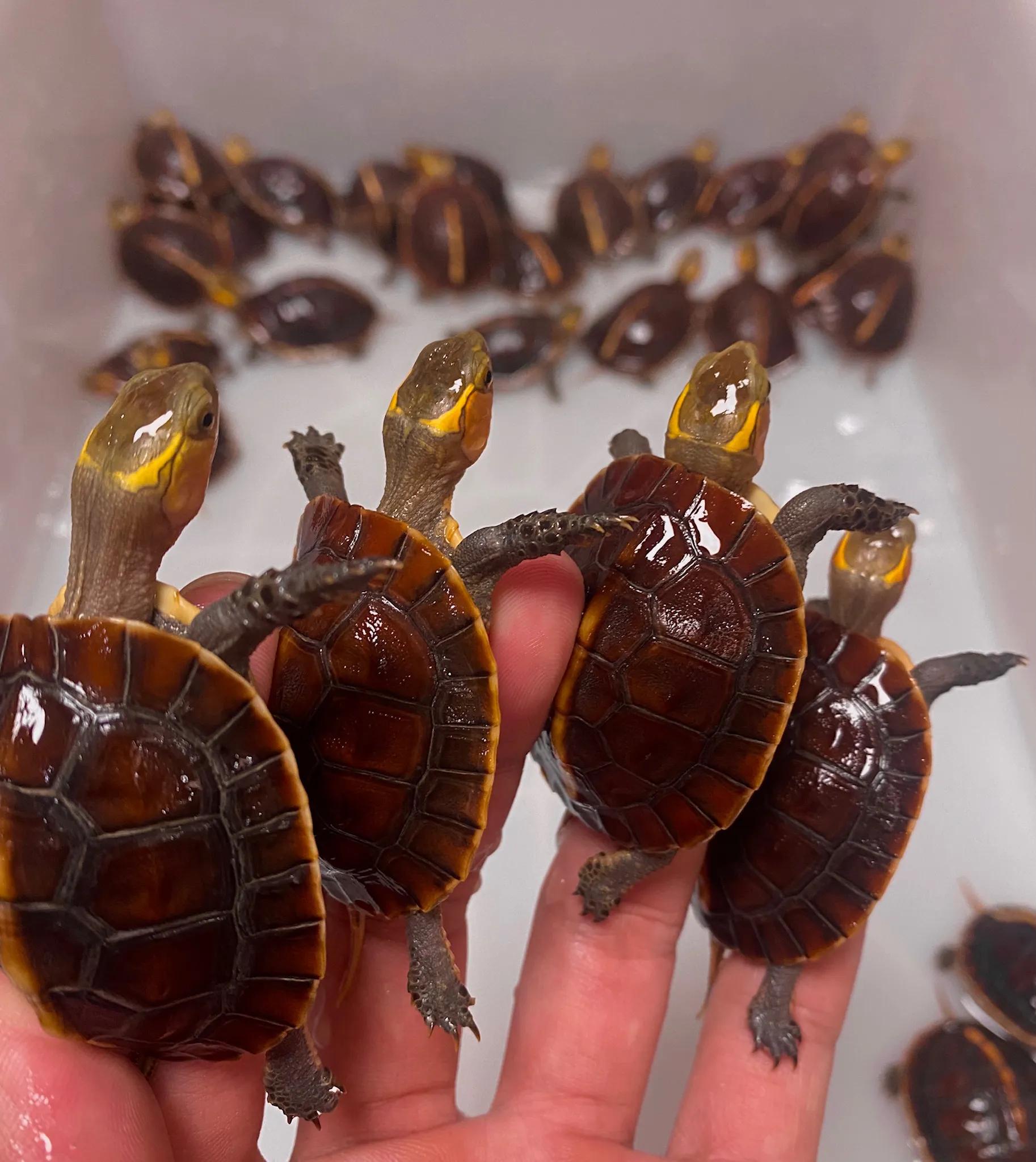 新龟到家刚开始一段时间怎么养,新龟到家喂食注意事项