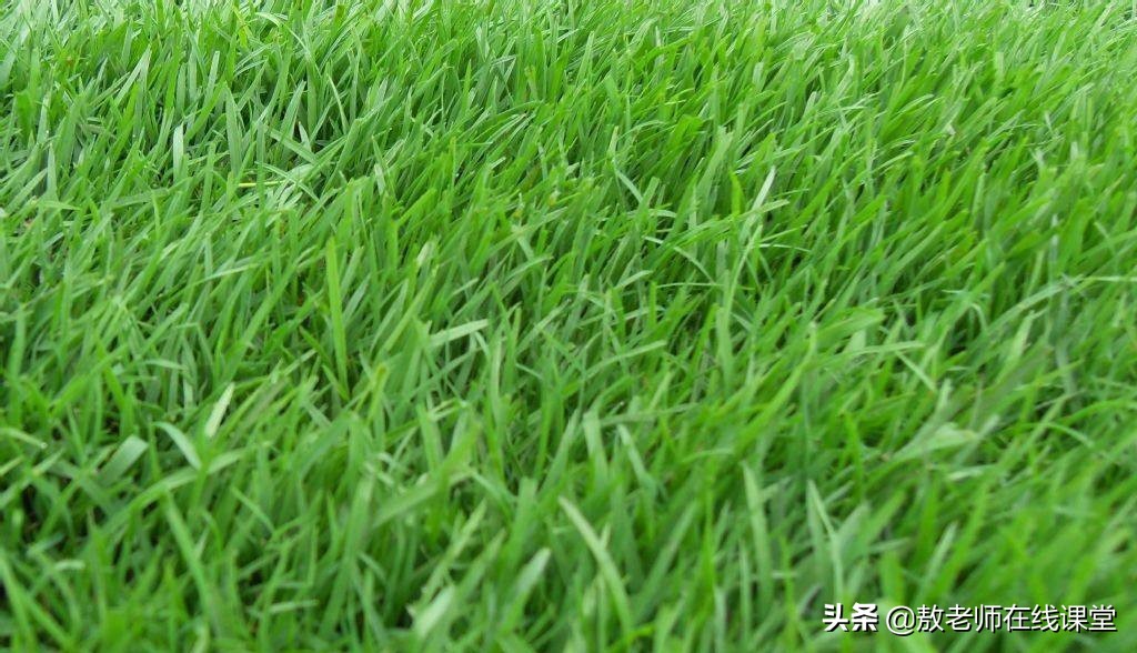 景观园林设计草坪作用,草坪景观设计原则