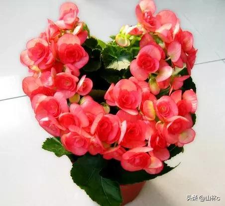 各种各样的鲜花尽情开放争芳斗艳,各种颜色的鲜花开得好美丽动人