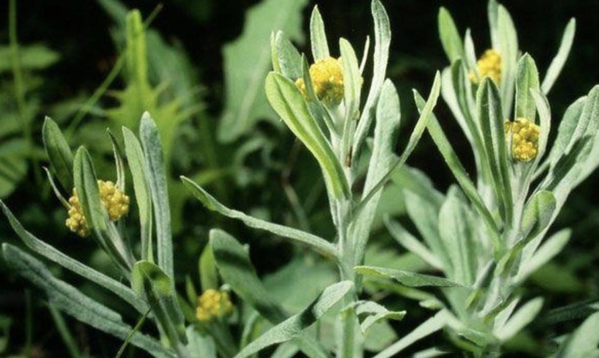 止咳化痰草图片及功效,止咳化痰最快最好的草