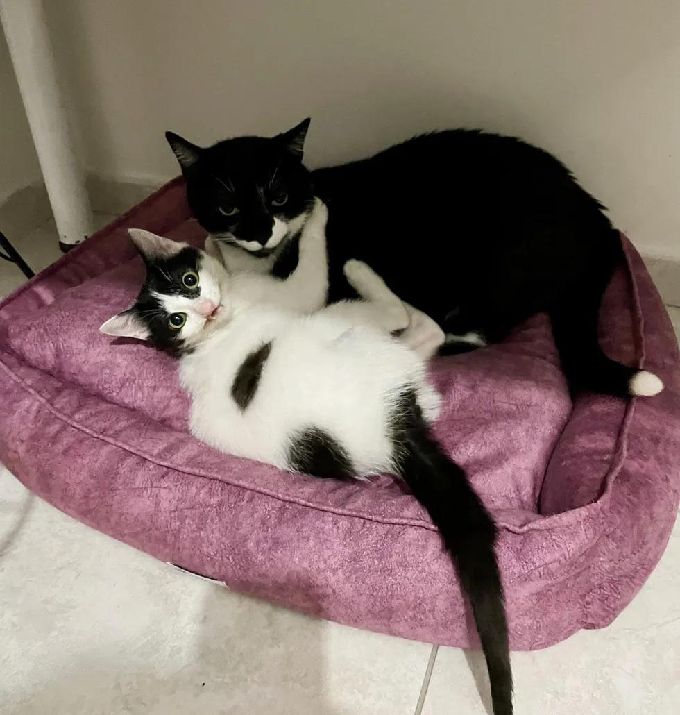 僵尸猫被医院放弃治疗，铲屎官带回家后，却每天都带着灿烂的微笑