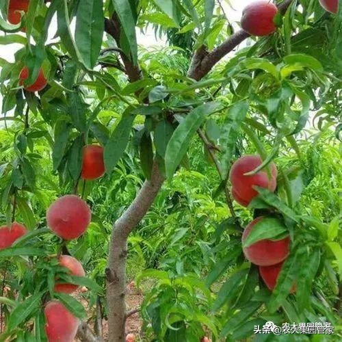 果园清园最佳时间,果园清园哪种最好