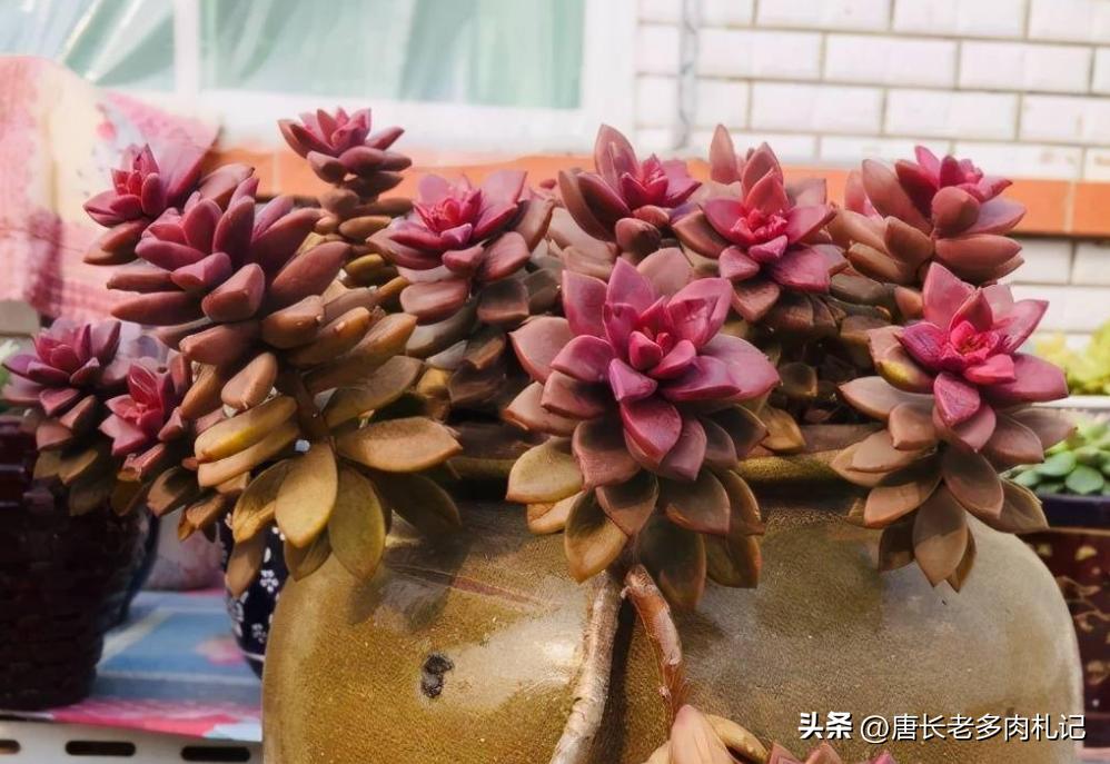 养老桩的多肉要用大盆吗,养老桩多肉用什么盆