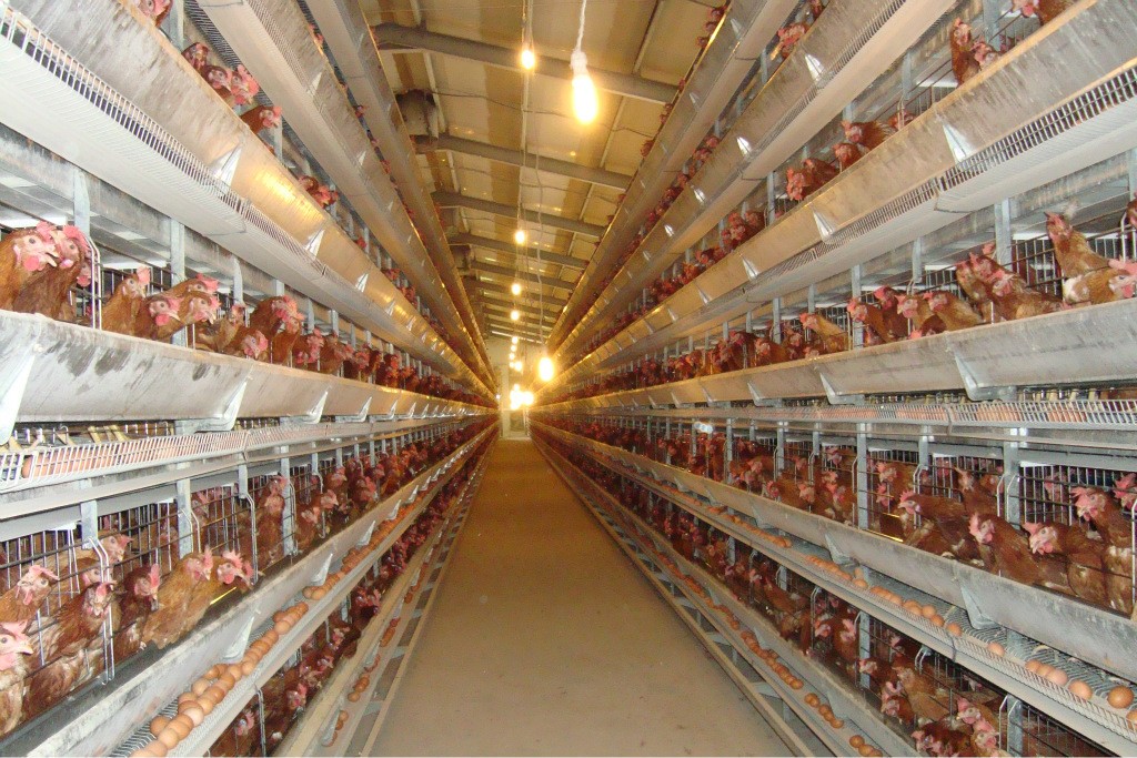 冬季蛋鸡饲养管理需要注意些什么,海兰褐商品代蛋鸡饲养管理手册