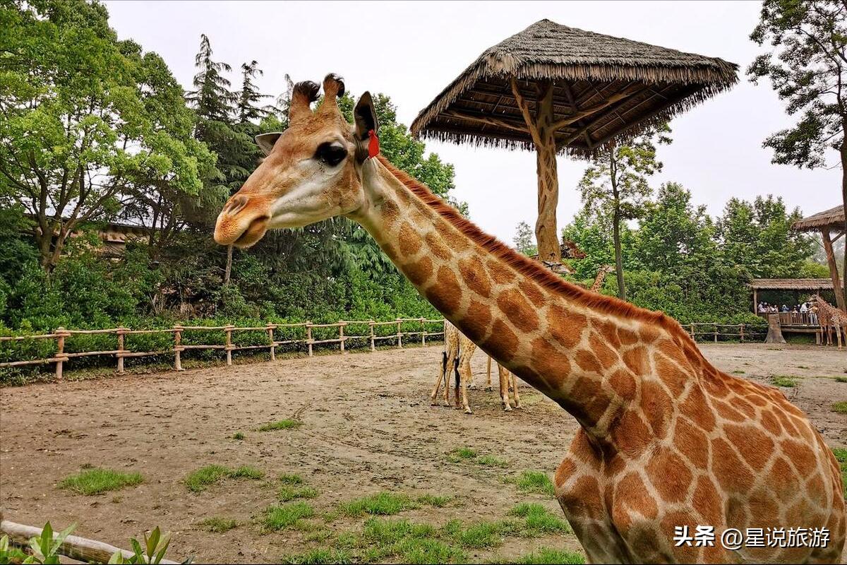 上海适合老年人去的景区,上海四星级旅游景点排名榜