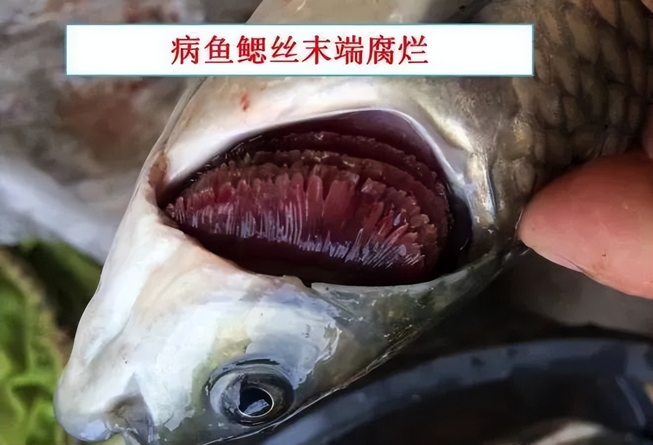 鱼出现败血症怎么治疗,鱼得了败血症怎么治