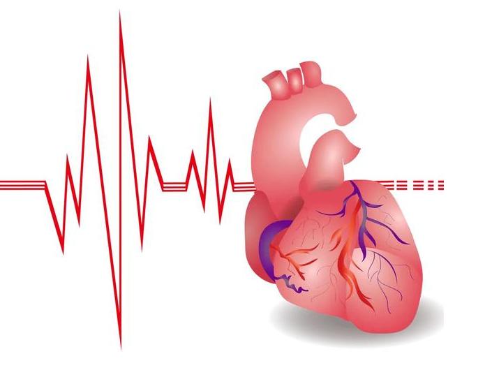 心跳快慢与寿命有关吗,心跳快慢会影响人的寿命